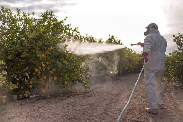 Best Wasp Removal Services  in Stonewall, LA