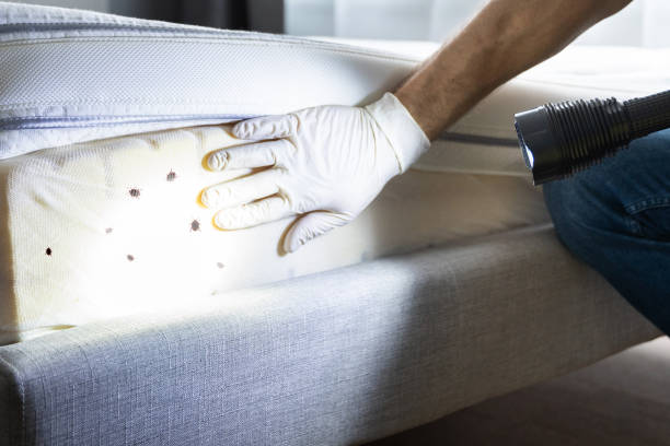 Best Best Pest Control Companies  in Stonewall, LA