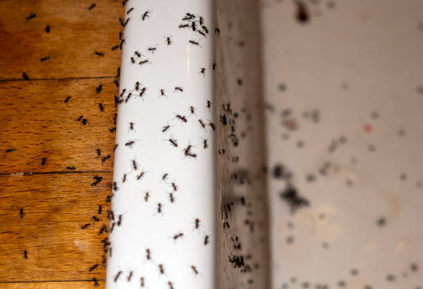 Trusted Stonewall, LA Pest Control Experts