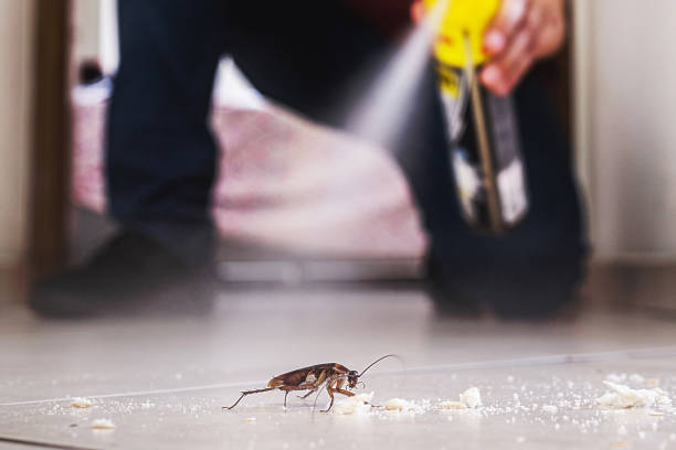 Best Pest Control Near Me in Stonewall, LA